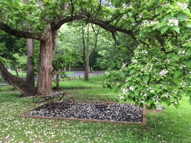 Beautiful tree view at Walnut Hills campground site